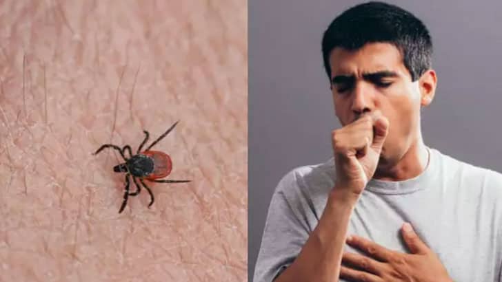 চীনে নতুন ভাইরাসের উৎপাত, পোকার কামড়ে ৭ জনের মৃত্যু