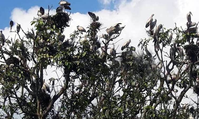 রাজশাহীতে পাখির ‘বাসাভাড়া’ ৩ লাখ টাকা