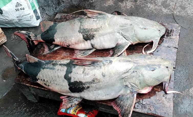 বাঘায় দুই ভাইয়ের জালে দুই বাঘাইড়