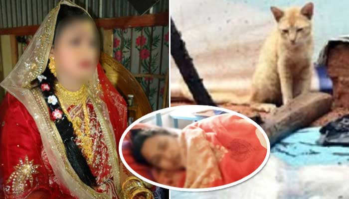 ‘বিড়াল মাছ খাওয়ায়’ স্ত্রীকে বেধড়ক পেটালো স্বামী