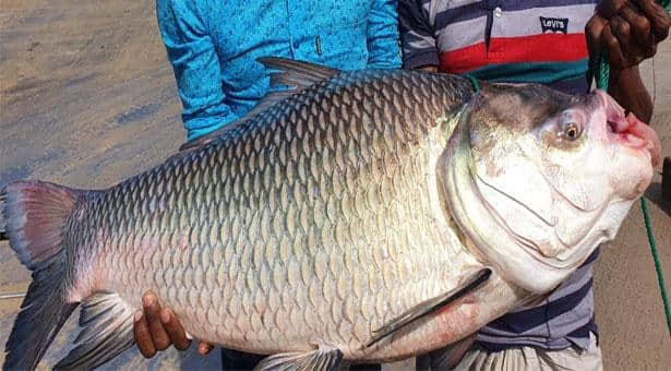 পদ্মায় ধরা পড়ল ১৫ কেজি ওজনের কাতলা