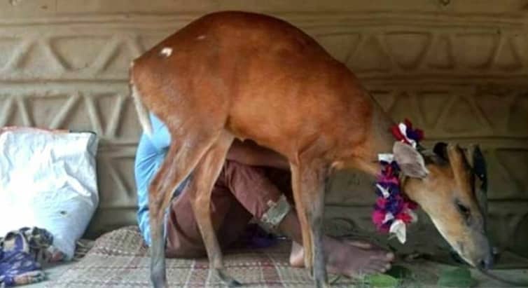 প্রাণে বাঁচতে ভারত থেকে বাংলাদেশে হরিণশাবক