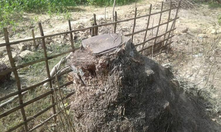 নওগাঁর পত্নীতলায় সরকারি রাস্তার গাছ কর্তনের অভিযোগ