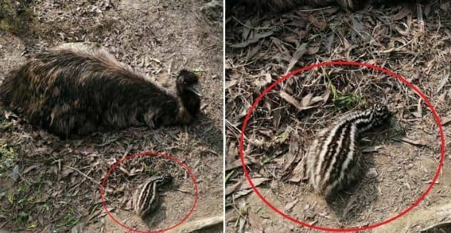 গাজীপুরে বঙ্গবন্ধু সাফারি পার্কে ইমু পাখির ঘরে নতুন অতিথি