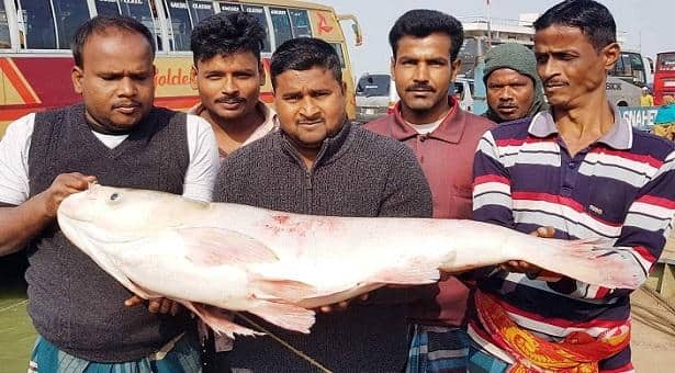 এক মাছের দাম ১২ হাজার টাকা