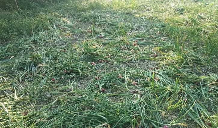 ফসলের সাথে শত্রুতায় স্বপ্নভঙ্গ ঢালীর