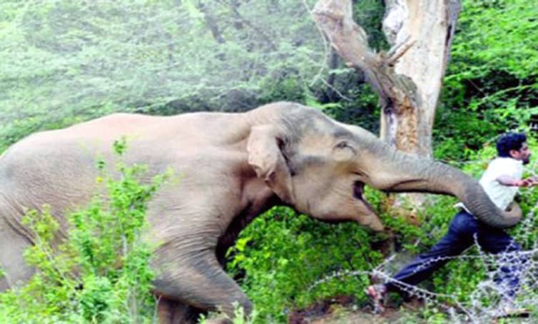 বন্য হাতির পায়ে পিষ্ট দুই তরুণ