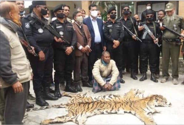 ক্রেতা সেজে বাঘের চামড়াসহ চোরা শিকারিকে আটক
