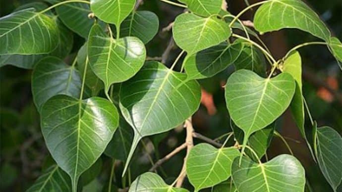গাছের পাতা ছেঁড়ায় গৃহবধূর নাক ফাটালেন শ্বশুর