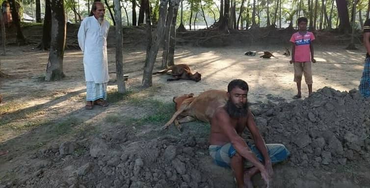 সন্দ্বীপে বিদ্যুৎস্পৃষ্টে গরুর মৃত্যু, উপার্জনের অবলম্বন হারিয়ে নির্বাক মালিক