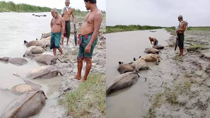 টুনিরচরে বজ্রপাতে একসঙ্গে ১৯ মহিষের মৃত্যু
