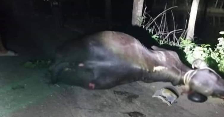 মাইক্রোবাসের ধাক্কায় জখম মহিষ, জবাই করে মাংস বিক্রি
