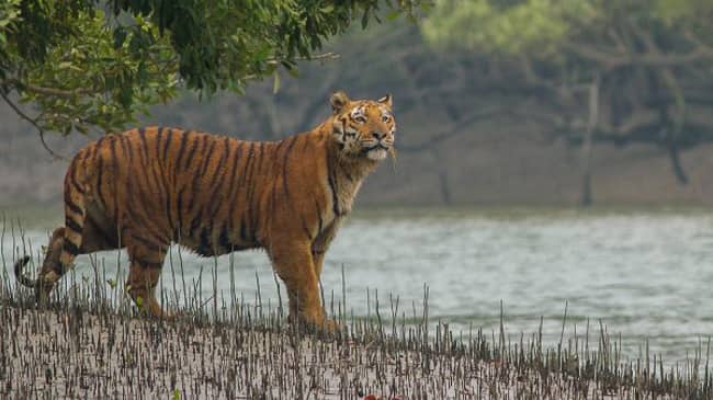 সুন্দরবনে বাঘে-মানুষে লড়াই, প্রাণে বাঁচলেন জেলে