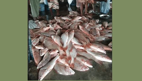 এক জালেই ধরা পড়ল ১৫ মণ লাল কোরাল