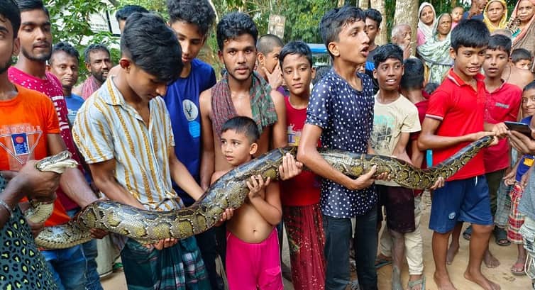 বুড়িচংয়ের ৬ ফুট লম্বা ৩০ কেজি ওজনের অজগর সাপ উদ্ধার