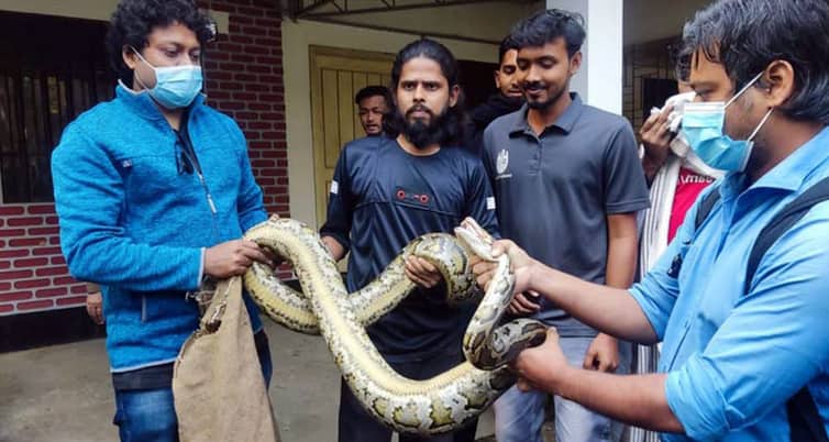 চট্টগ্রাম বিশ্ববিদ্যালয়ে ১২ ফুট লম্বা অজগর উদ্ধার ১২ ফুট লম্বা অজগর