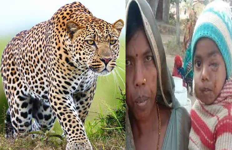 চিতাবাঘের মুখ থেকে সন্তানকে ছিনিয়ে আনলেন মা!