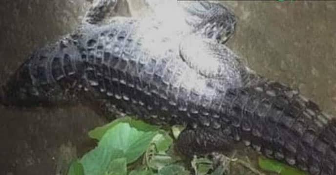 মাছ কিংবা মাংস নয়, যা খেয়ে ৭০ বছর ধরে বেঁচে আছে এই কুমির!