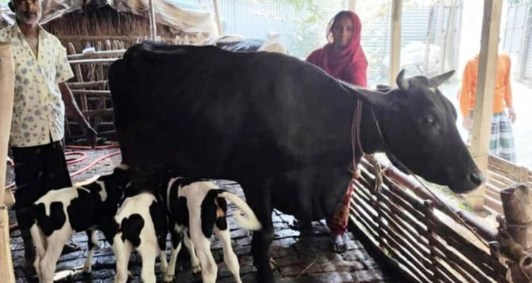গাভির ৩ বাছুর