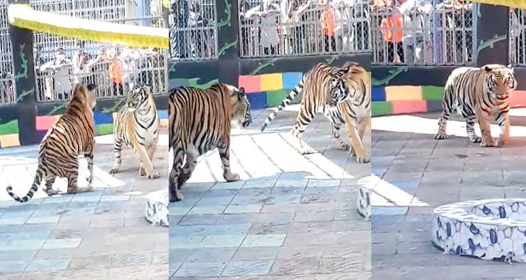 অবশেষে স্থায়ীভাবে খাঁচায় ফিরেছে জো বাইডেন জো বাইডেন