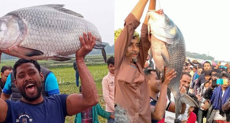 ১৭ কেজির কাতল বা ৬৫ হাজারের বাঘাইর মাছ কেনার হিড়িক মাছ