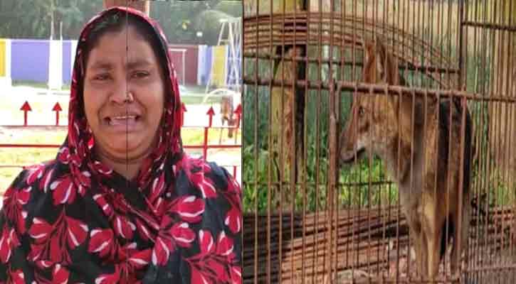 খেঁকশিয়ালের জন্য গৃহবধুর বুক ফাঁটা কান্না