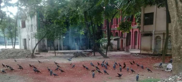 কাকের অভয়ারণ্য ঢাকা কলেজ ক্যাম্পাস