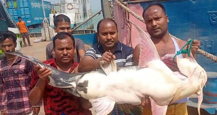 পদ্মায় ধরা পড়ল ৩৫ কেজির বাগাইড় বাগাইড়