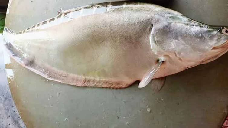 পদ্মার ১২ কেজির এক চিতল বিক্রি হলো ১৮ হাজারে
