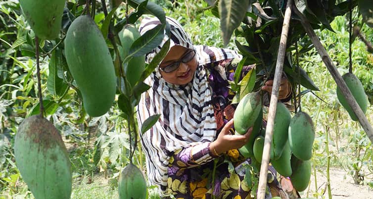 আমের ডাল
