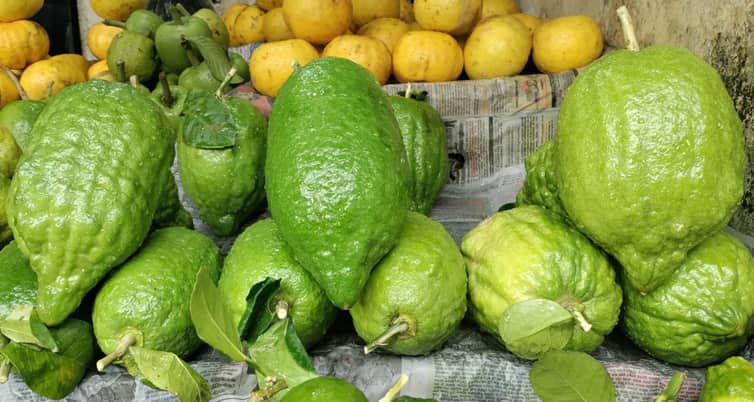 পেঁপেঁর মতো দেখতে ১টি লেবুর দাম ৮০০ টাকা লেবু