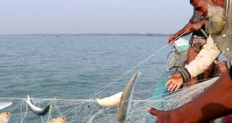 ইলিশ