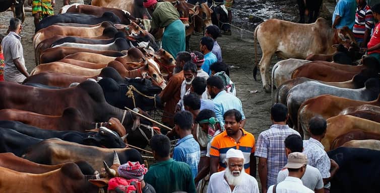 সারাদেশে বসছে ৪ হাজার ৪০৭ পশুর হাট, মানতে হবে স্বাস্থ্যবিধি