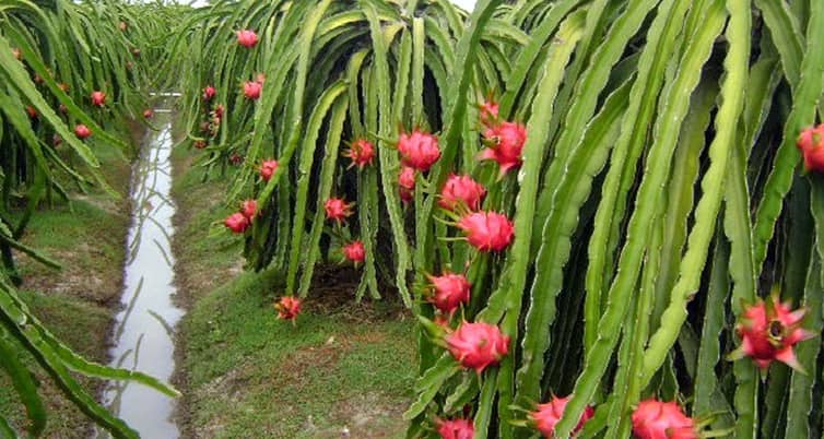 যশোরে বাণিজ্যিকভাবে বাড়ছে ড্রাগন চাষ ড্রাগন চাষ
