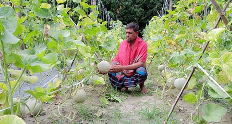 সাতক্ষীরায় প্রথমবার রকমেলন চাষেই সফল হান্নান মোড়ল রকমেলন চাষে