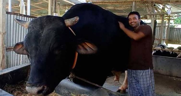 ৩৮ মণের সম্রাট