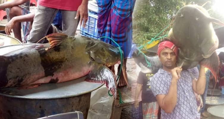 জেলের জালে ধরা পড়লো ৪৭ কেজির বাঘা আইড় ৪৭ কেজির বাঘা আইড়