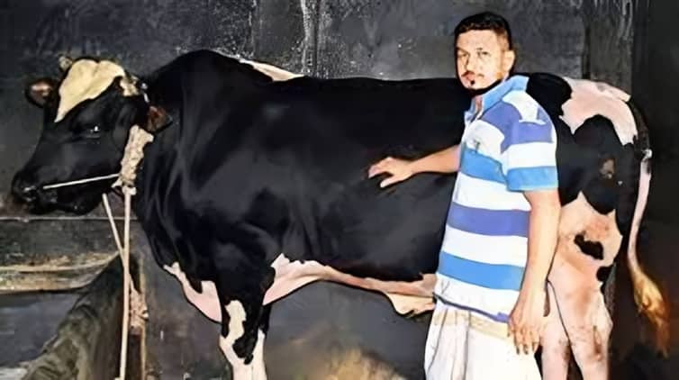 গরুর নাম 'হিরো আলম', দাম ৮ লাখ