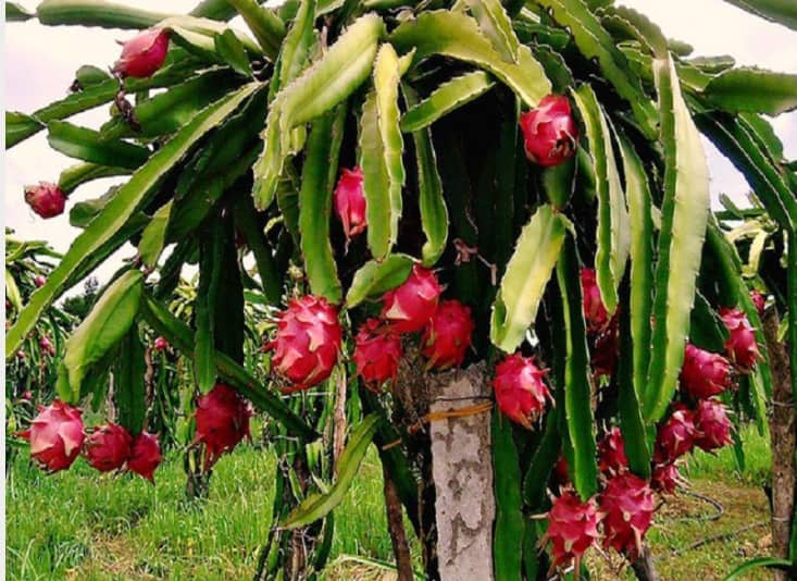 ড্রাগন চাষে মাসে লাখ টাকার ওপরে আয়, বাগান থেকেই নিয়ে যাচ্ছেন ক্রেতারা ড্রাগন চাষে মাসে লাখ টাকার ওপরে আয়, বাগান থেকেই নিয়ে যাচ্ছেন ক্রেতারা