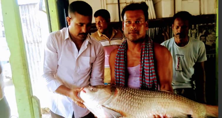 কাতল মাছ