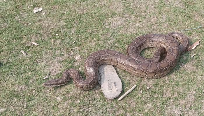 ৪ বছরে দেড় হাজারের বেশি সাপ উদ্ধার সাপ উদ্ধার
