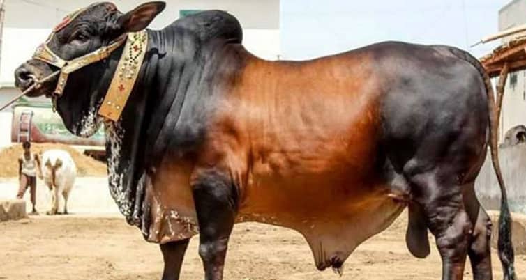 হালাল পশুর ৭টি অংশ খাওয়া নিষিদ্ধ হালাল পশুর যে