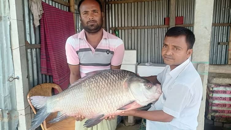 পদ্মায় ধরা পড়লো ২০ কেজির কাতল, বিক্রি হলো যত টাকায় ২০ কেজির কাতল