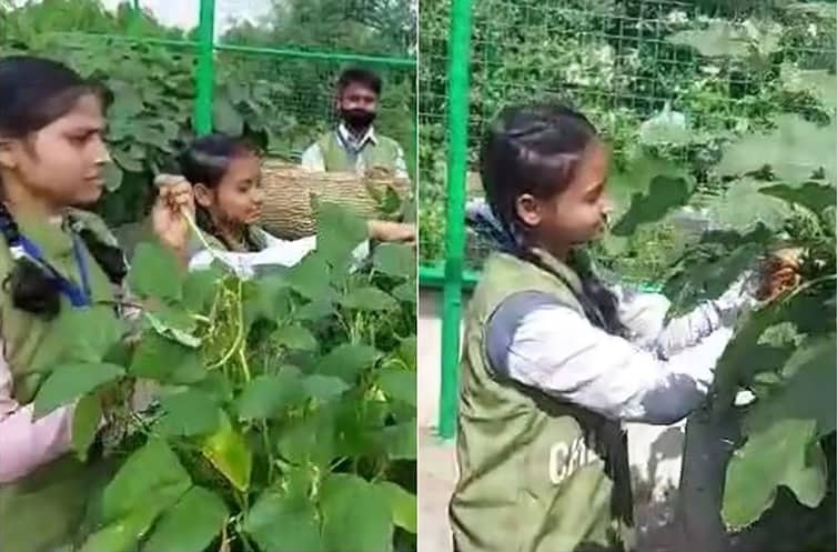 স্কুলের ছাদে চাষকৃত টাটকা সবজি