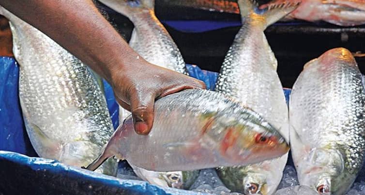 ইলিশে সয়লাব বাজার, তবুও দাম চড়া ইলিশ মাছ