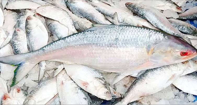 পদ্মাপাড়ে ইলিশ কেনাবেচায় ধুম ইলিশ