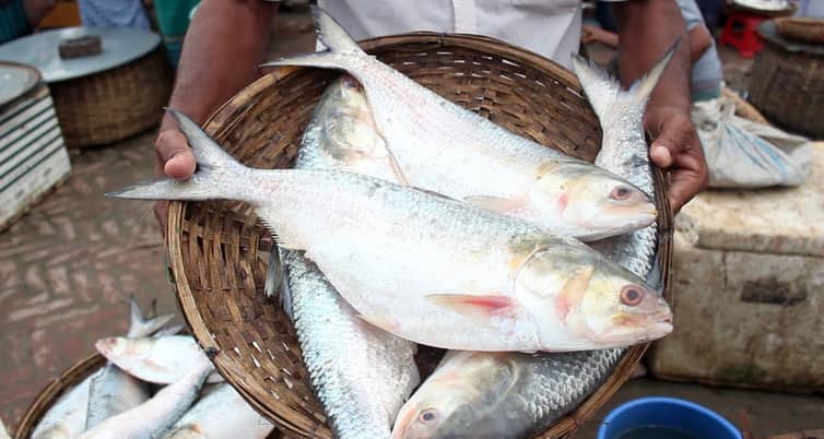 টাটকা ইলিশ চেনার সহজ উপায় ইলিশ