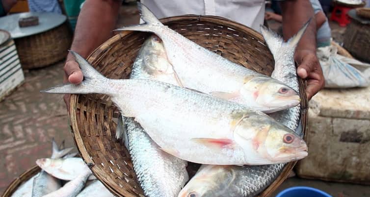 দুর্গাপূজায় ভারতে ইলিশ রপ্তানির আবেদন ইলিশ