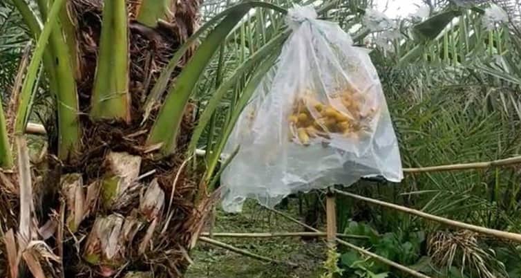 আরবের খেজুর চাষ করে সোলায়মানের আয় ৪ লাখ খেজুর চাষ