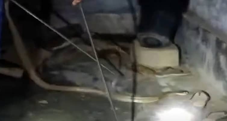 রাবির কোয়ার্টার থেকে ৭ ফুট খৈয়া গোখরা উদ্ধার খৈয়া গোখরা